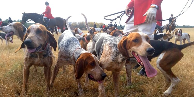 Can Basset Hounds Hunt