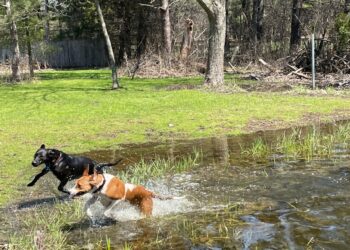 Basset Hound