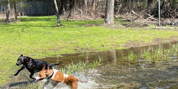 Basset Hound