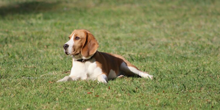 basset hound