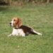 basset hound