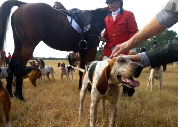 Basset Hounds