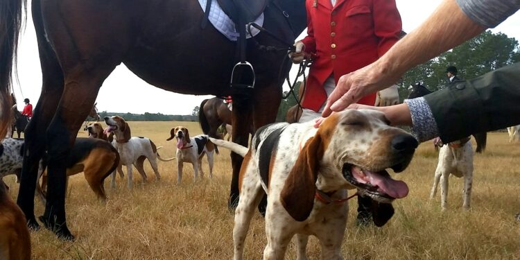 Basset Hounds