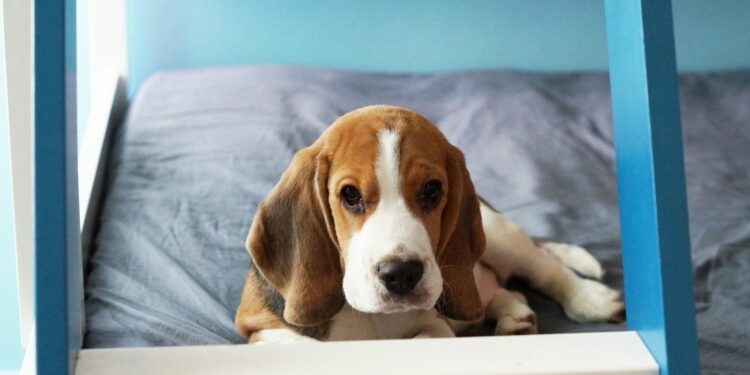 basset hound