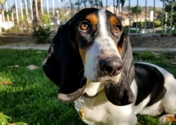 Basset Hounds