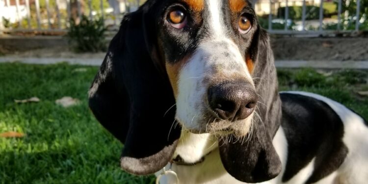 Basset Hounds