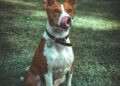 basenji