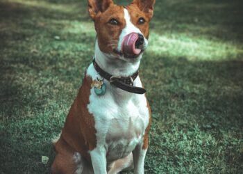 basenji