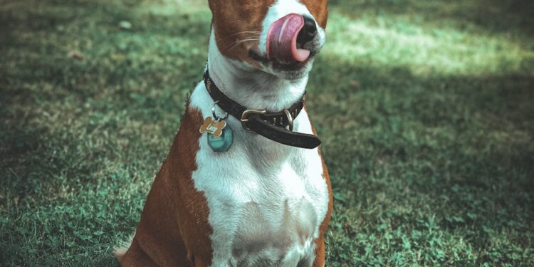 basenji