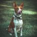 basenji