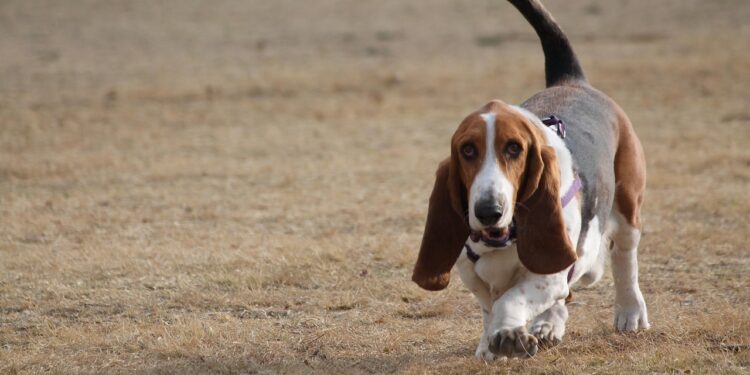 Basset Hounds