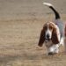 Basset Hounds