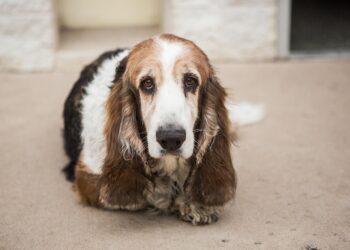 Basset Hounds