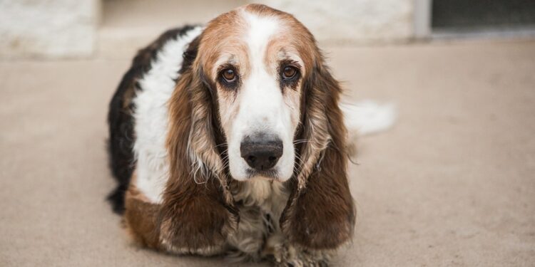 Basset Hounds