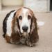 Basset Hounds