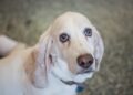 Basset Hounds