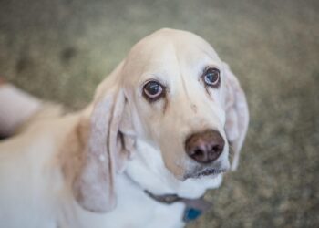 Basset Hounds