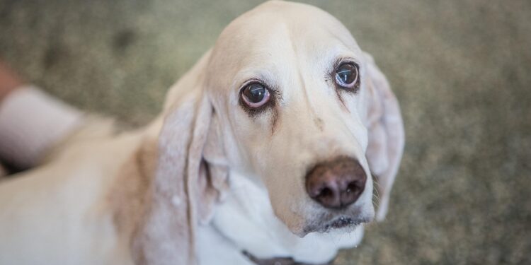 Basset Hounds
