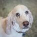 Basset Hounds