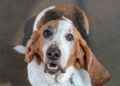 Basset Hounds