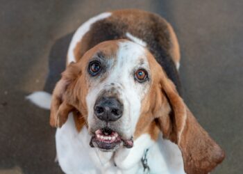Basset Hounds