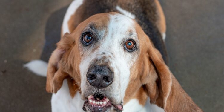Basset Hounds