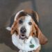 Basset Hounds