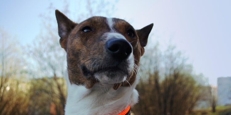 basenji