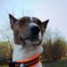 basenji
