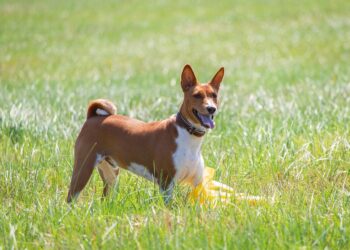 basenji