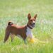 basenji