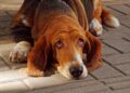 Basset Hounds