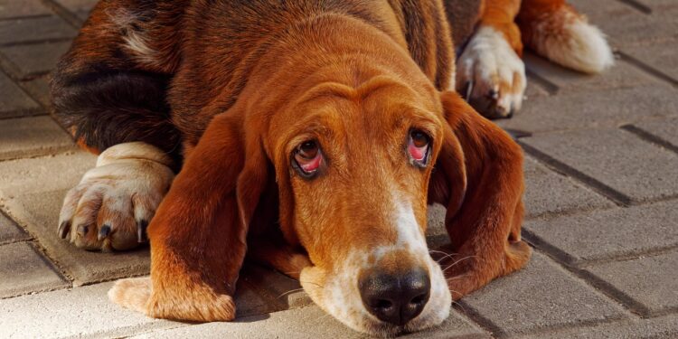 Basset Hounds
