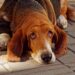 Basset Hounds