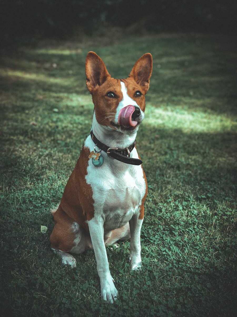 basenji