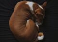 basenji