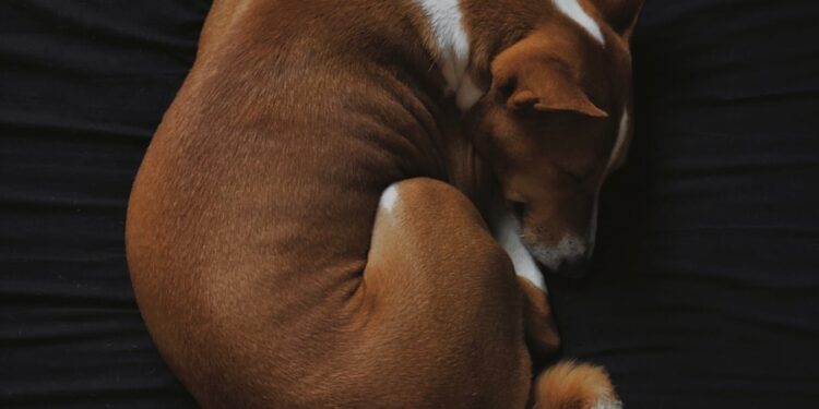 basenji