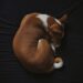 basenji